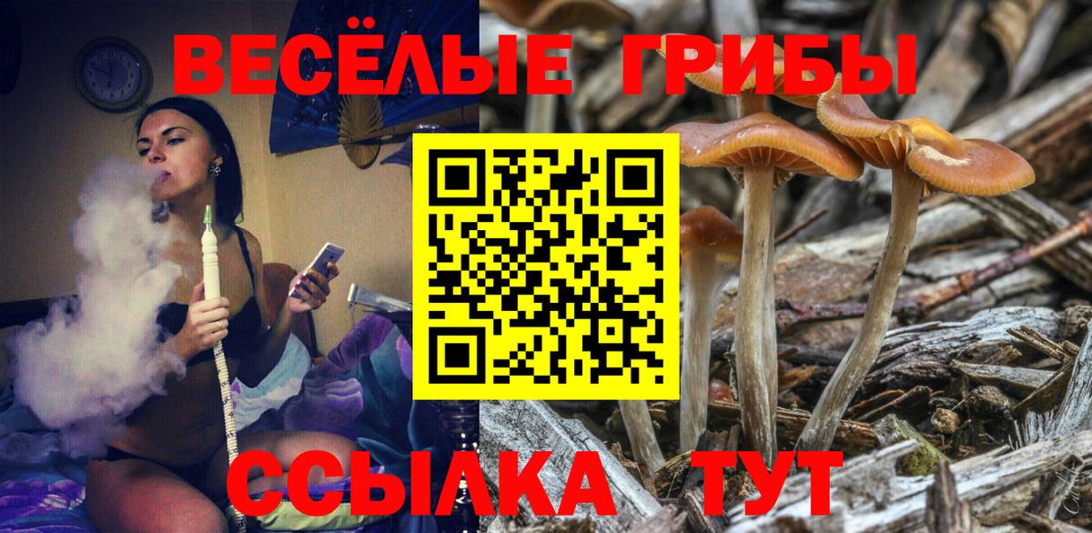 Псилоцибиновые грибы Psilocybe Балашиха